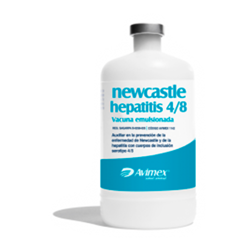 Newscatle Hepatitis 4-8