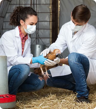 Poultry farming technology: keys to efficient and sustainable production