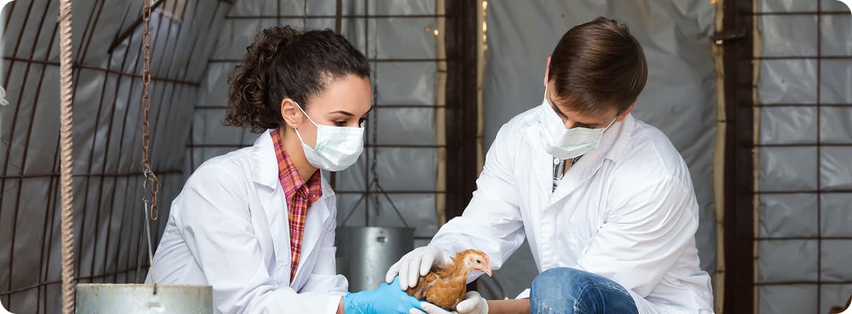 Poultry farming technology: keys to efficient and sustainable production