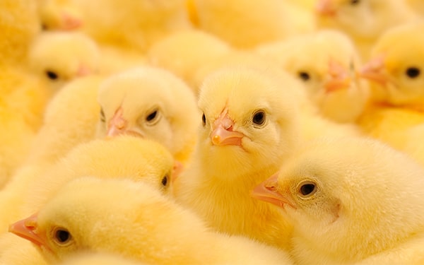 Jeringa de Vacunación – Patente INDECOPI