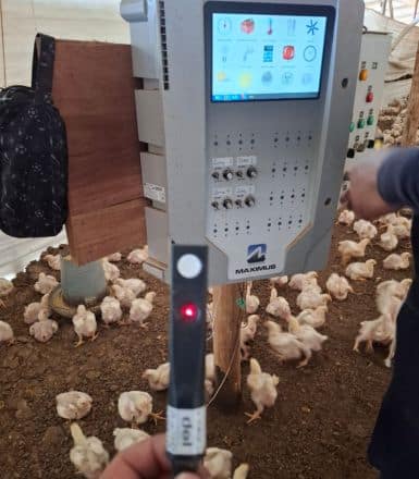 Granja avícola: ¿qué aspectos debes considerar para un mejor desempeño?