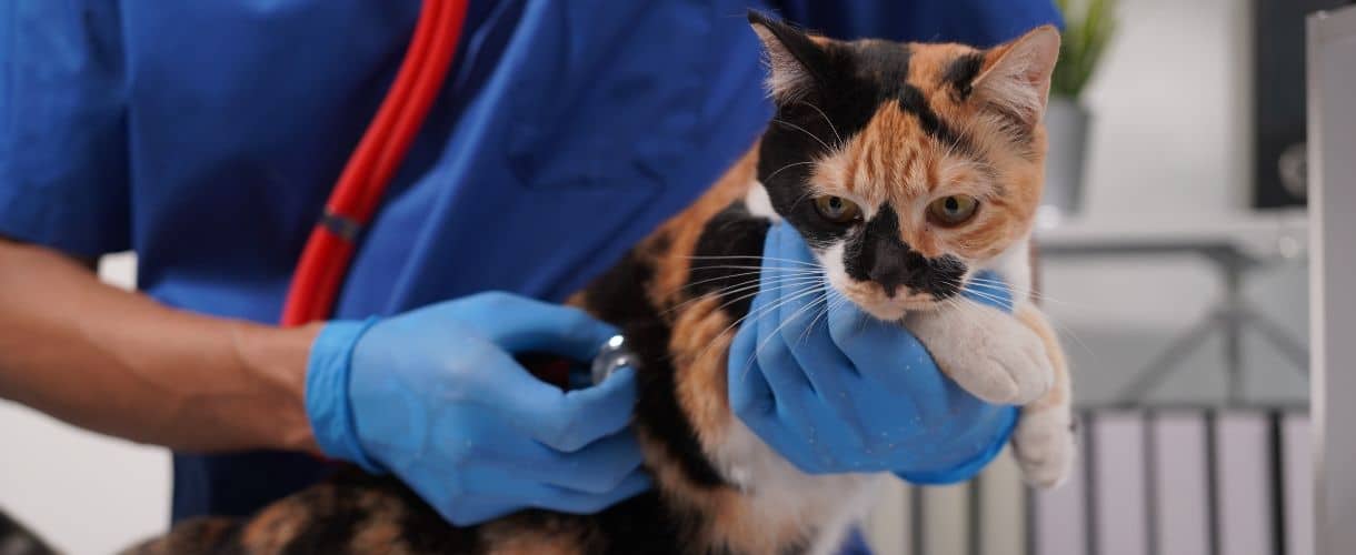 Enfermedades en gatos: ¿Cuáles son las más frecuentes?