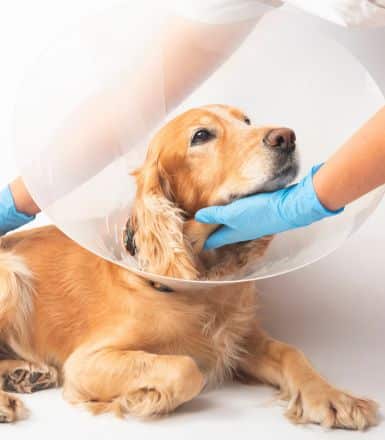 Esterilización de perros: ¿cuáles son sus beneficios?