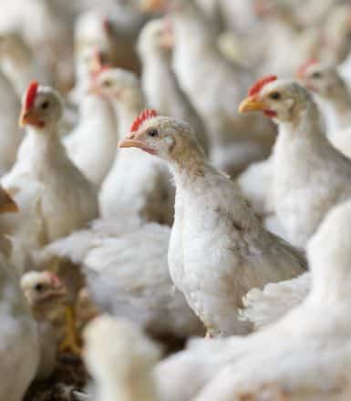 Hepatitis por cuerpos de inclusión en aves: diagnóstico y prevención