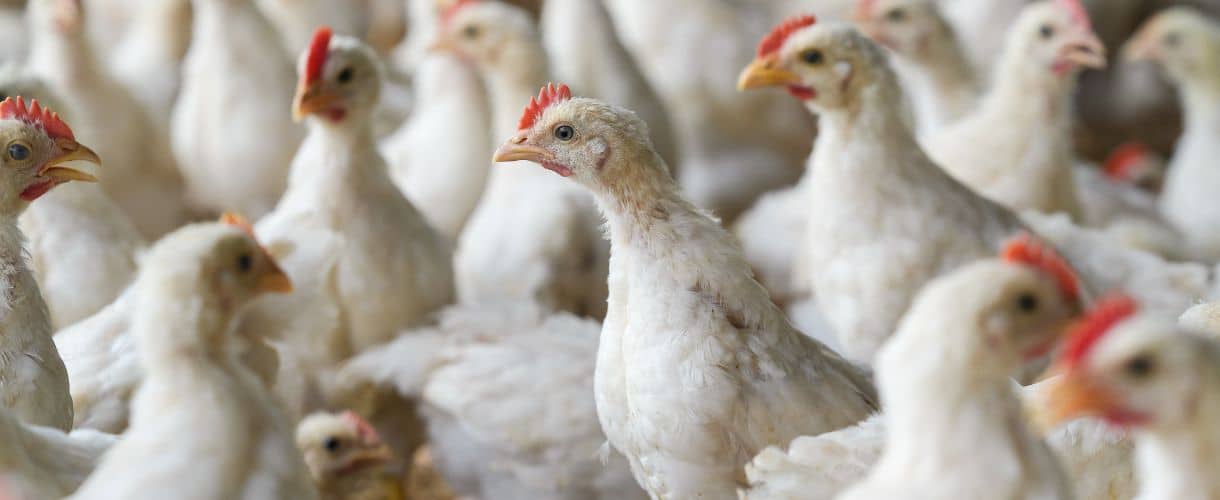 Hepatitis por cuerpos de inclusión en aves: diagnóstico y prevención