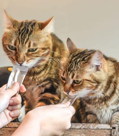 Snack para gatos: Ingredientes y beneficios para este verano