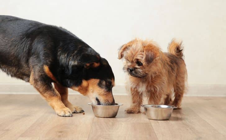 Alimentación para perros: guía completa para la nutrición canina