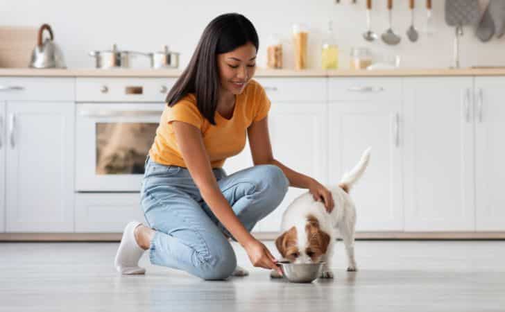 ¿Cómo funciona la digestión en perros?: Guía básica para dueños