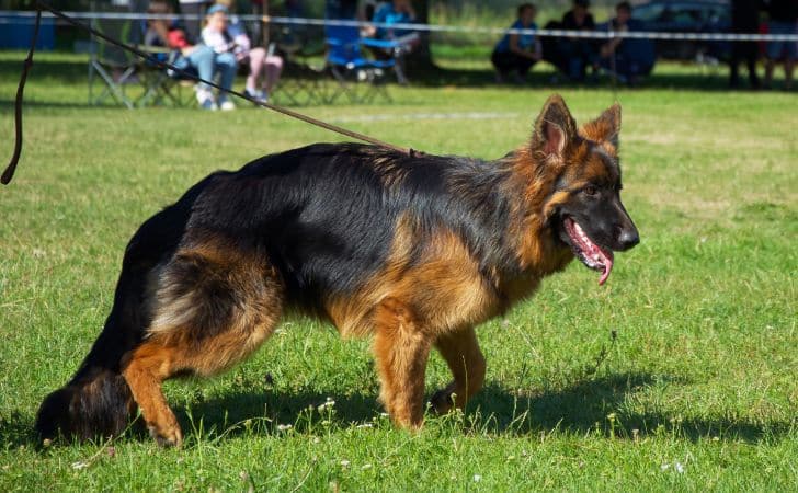 Displasia de cadera en perros: ¿qué es y cómo tratar esta malformación?