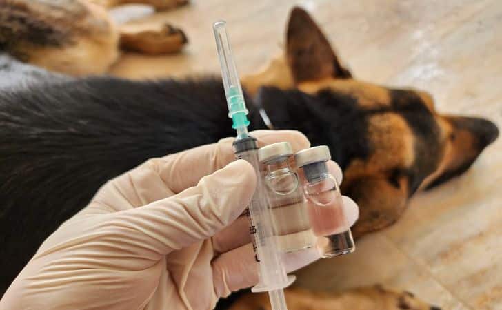 Distemper canino: ¿cuáles son sus signos y cómo tratarlo?