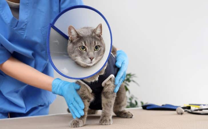 Esterilización de gatos: ¿cuándo se debe realizar?