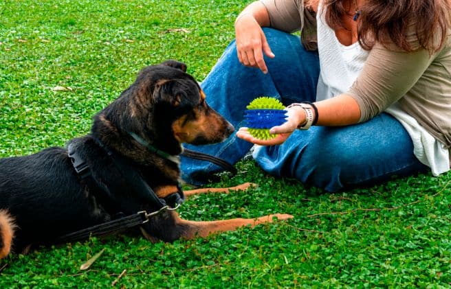 ¿Cuál es la importancia de jugar con tu perro?