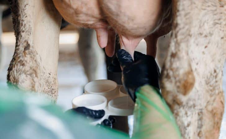 Mastitis en vacas: signos y tratamiento