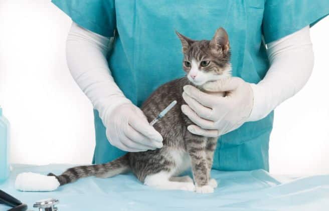 Síntomas de leucemia felina: fases y cómo prevenir este virus