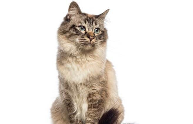 Sistema digestivo en gatos: guía y cuidados