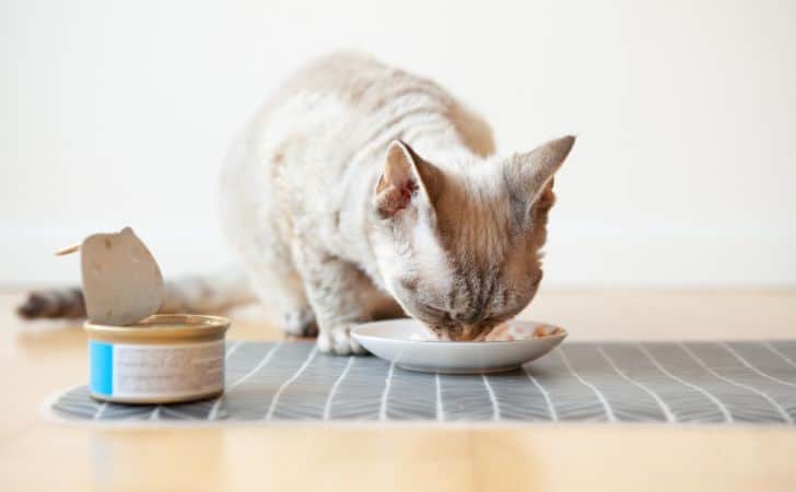 Sistema digestivo en gatos: guía y cuidados