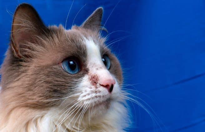Principales enfermedades de la piel en gatos: guía para identificar los síntomas y cuidar su salud cutánea