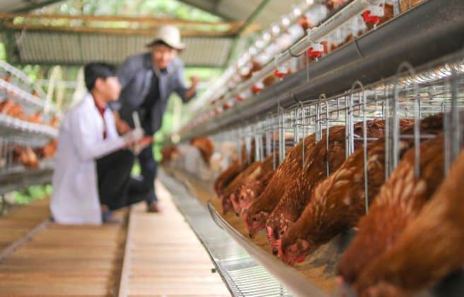 Nutrición en las aves moderna: claves para optimizar la conversión alimenticia y la rentabilidad