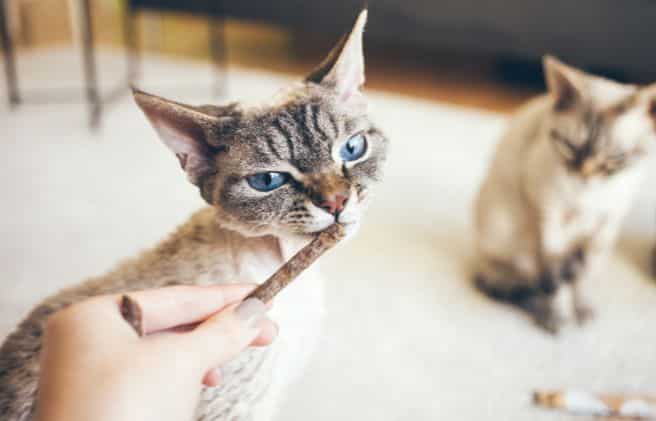 Taurina en comida de gatos: el aminoácido vital para la salud felina