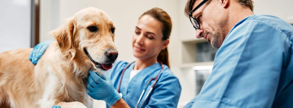 Día del Médico Veterinario: homenaje a los guardianes de la salud animal en el Perú