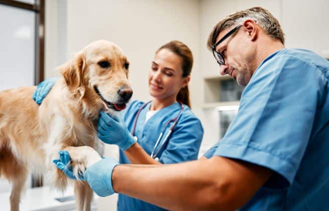 Día del Médico Veterinario: homenaje a los guardianes de la salud animal en el Perú
