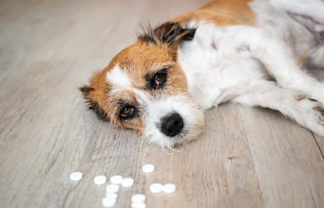Envenenamiento en perros: guía de signos y pautas de acción inmediata