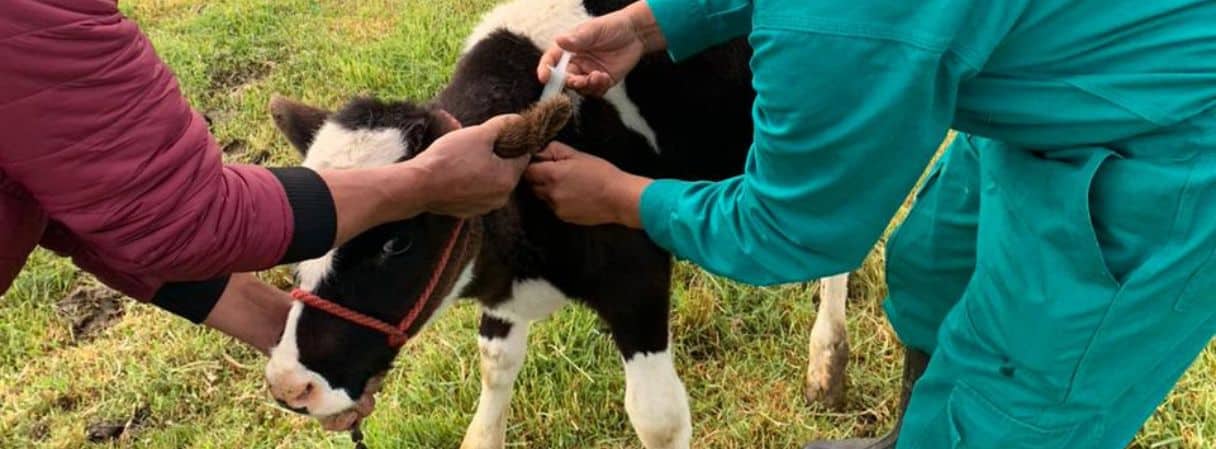 Vacunas para vacas: la clave para blindar la productividad y rentabilidad ganadera
