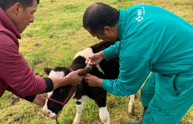 Vacunas para vacas: la clave para blindar la productividad y rentabilidad ganadera