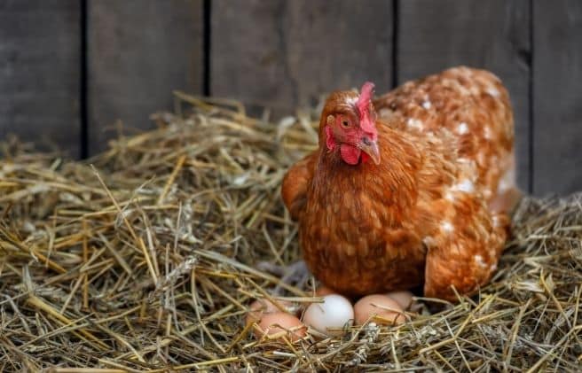 Gallinas ponedoras: claves de manejo y bioseguridad para un ciclo de postura exitoso