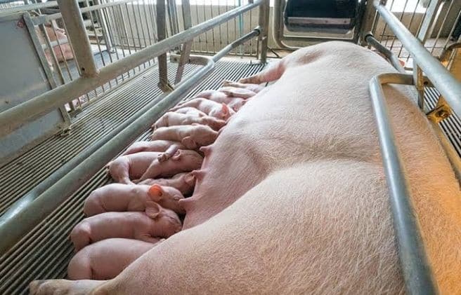 Reproducción de cerdos: Claves de manejo y tecnología para una mayor eficiencia