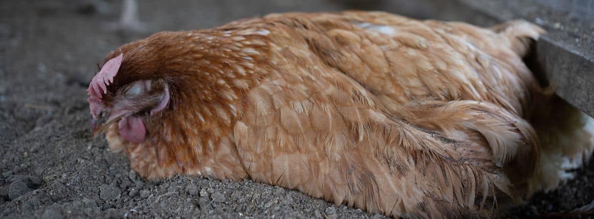 Coccidiosis en aves: diagnóstico, prevención y estrategias de control en la avicultura moderna