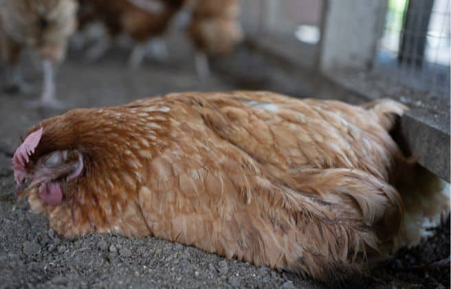 Coccidiosis en aves: diagnóstico, prevención y estrategias de control en la avicultura moderna